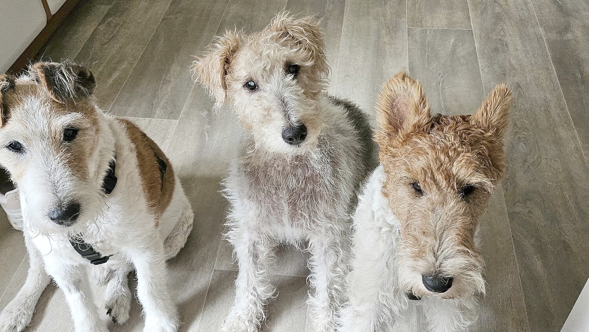 Die schönsten Hunde-Fotos aus Ostfriesland (Galerie I) - Bild 8