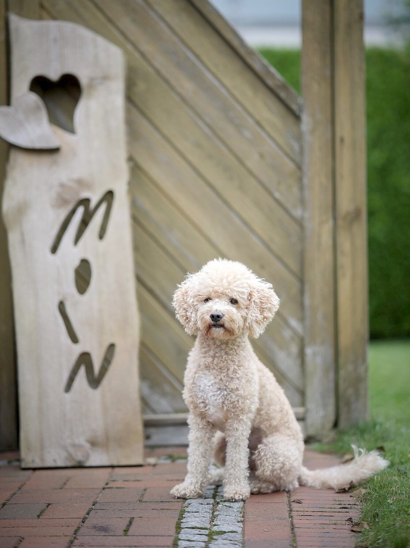 Die schönsten Hunde-Fotos aus Ostfriesland (Galerie I) - Bild 11