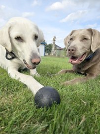 Die schönsten Hunde-Fotos aus Ostfriesland (Galerie I) - Bild 12