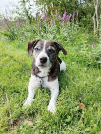 Die schönsten Hunde-Fotos aus Ostfriesland (Galerie I) - Bild 15