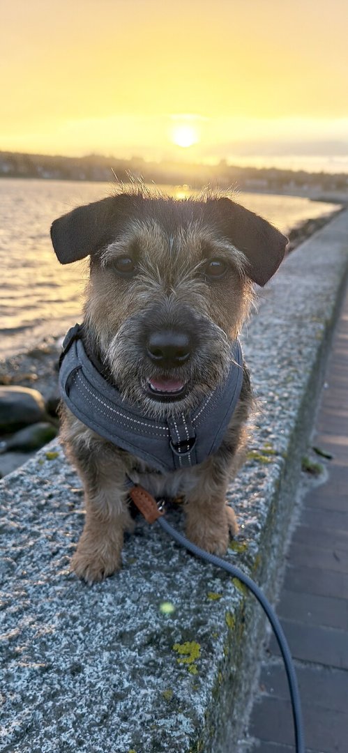 Die schönsten Hunde-Fotos aus Ostfriesland (Galerie I) - Bild 16