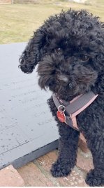 Die schönsten Hunde-Fotos aus Ostfriesland (Galerie I) - Bild 18