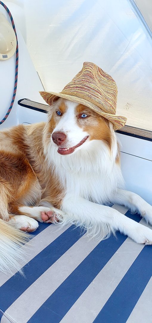 Die schönsten Hunde-Fotos aus Ostfriesland (Galerie I) - Bild 23