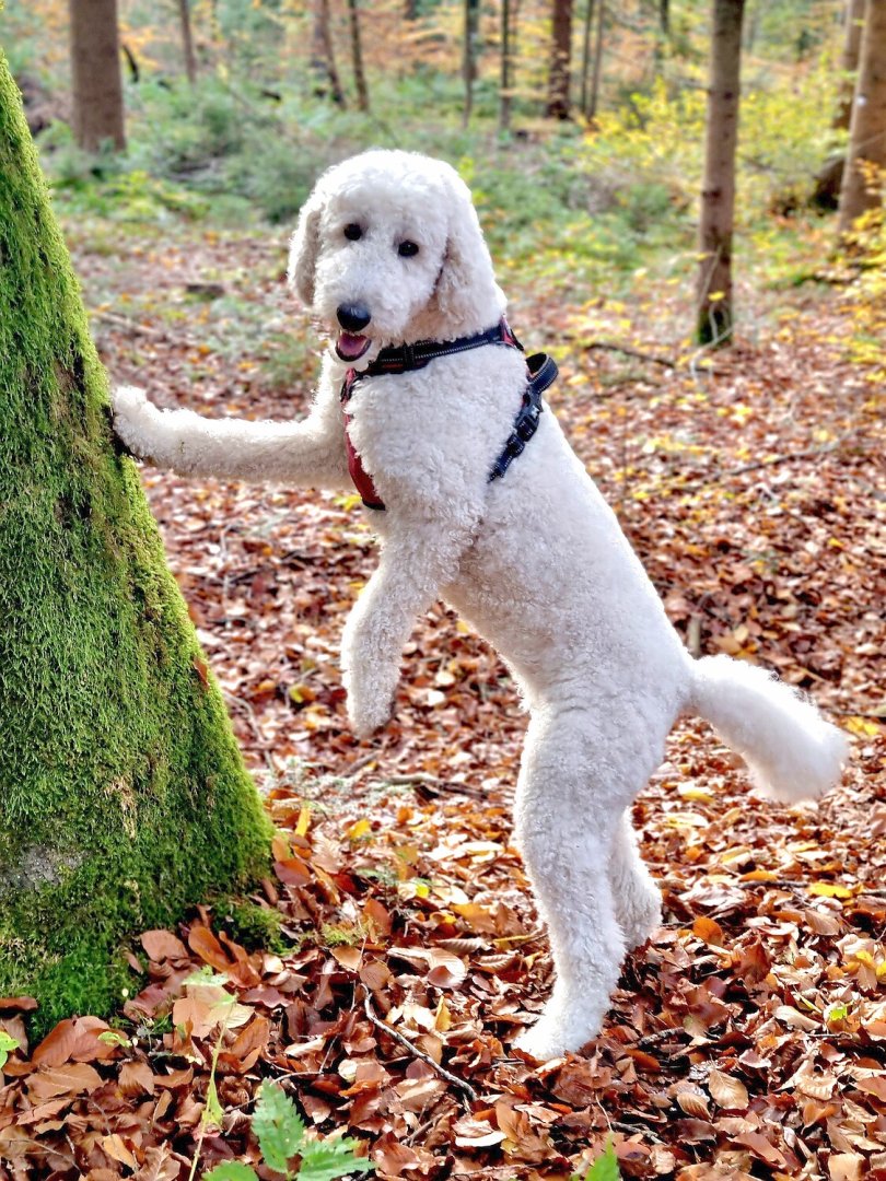Die schönsten Hunde-Fotos aus Ostfriesland (Galerie I) - Bild 30