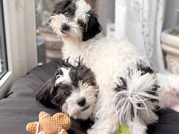 Die schönsten Hunde-Fotos aus Ostfriesland (Galerie I) - Bild 31