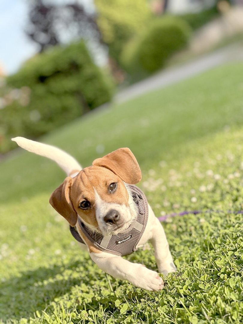 Die schönsten Hunde-Fotos aus Ostfriesland (Galerie I) - Bild 33