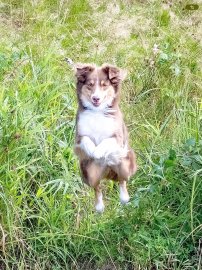 Die schönsten Hunde-Fotos aus Ostfriesland (Galerie I) - Bild 37