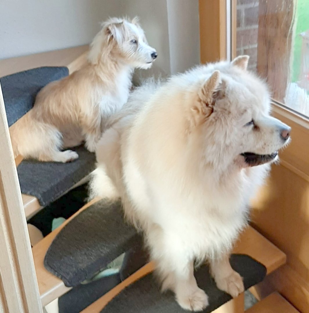 Die schönsten Hunde-Fotos aus Ostfriesland (Galerie I) - Bild 38