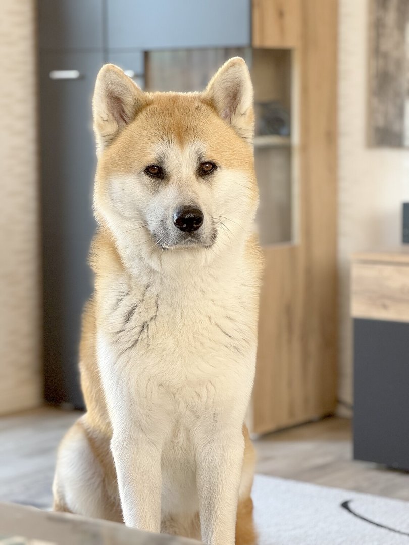 Die schönsten Hunde-Fotos aus Ostfriesland (Galerie II) - Bild 4