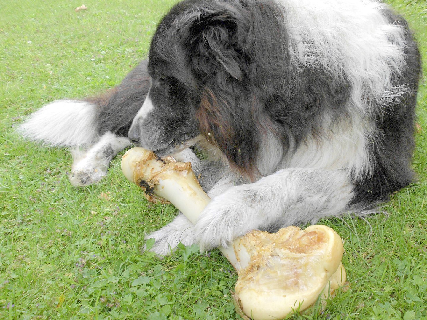 Die schönsten Hunde-Fotos aus Ostfriesland (Galerie II) - Bild 6
