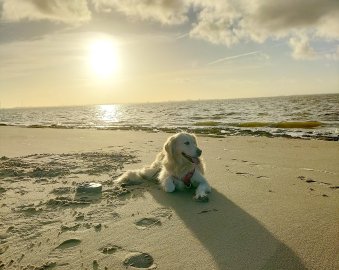 Die schönsten Hunde-Fotos aus Ostfriesland (Galerie II) - Bild 8