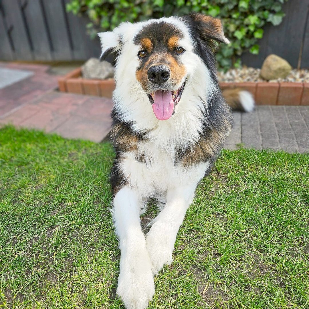 Die schönsten Hunde-Fotos aus Ostfriesland (Galerie II) - Bild 9