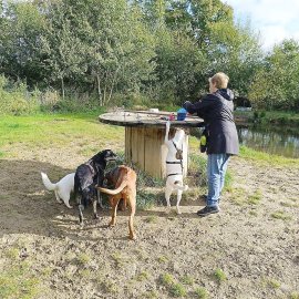 Die schönsten Hunde-Fotos aus Ostfriesland (Galerie II) - Bild 11