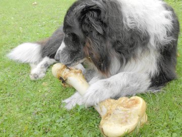 Die schönsten Hunde-Fotos aus Ostfriesland (Galerie II) - Bild 6