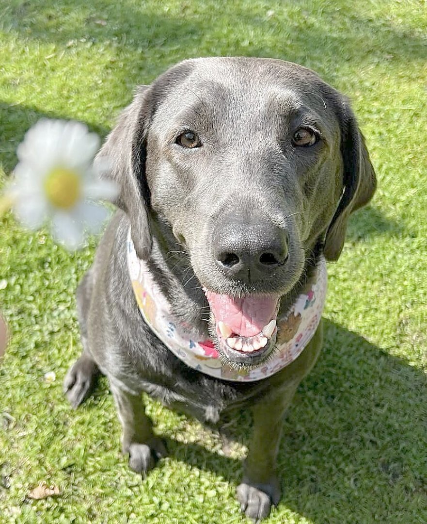 Die schönsten Hunde-Fotos aus Ostfriesland (Galerie II) - Bild 13