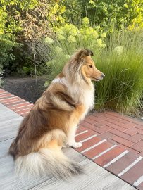 Die schönsten Hunde-Fotos aus Ostfriesland (Galerie II) - Bild 19