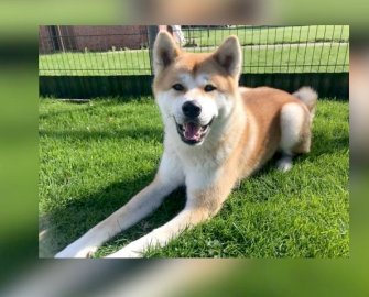 Die schönsten Hunde-Fotos aus Ostfriesland (Galerie II) - Bild 23