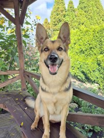 Die schönsten Hunde-Fotos aus Ostfriesland (Galerie II) - Bild 30