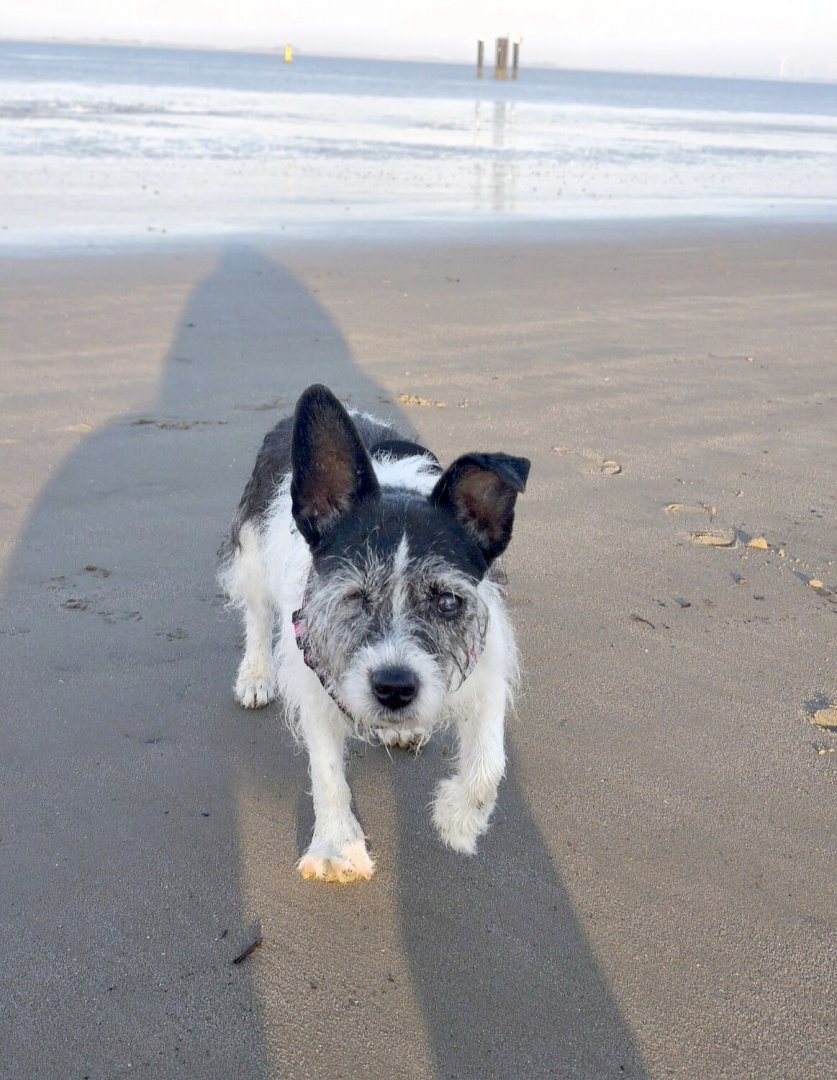 Die schönsten Hunde-Fotos aus Ostfriesland (Galerie II) - Bild 31