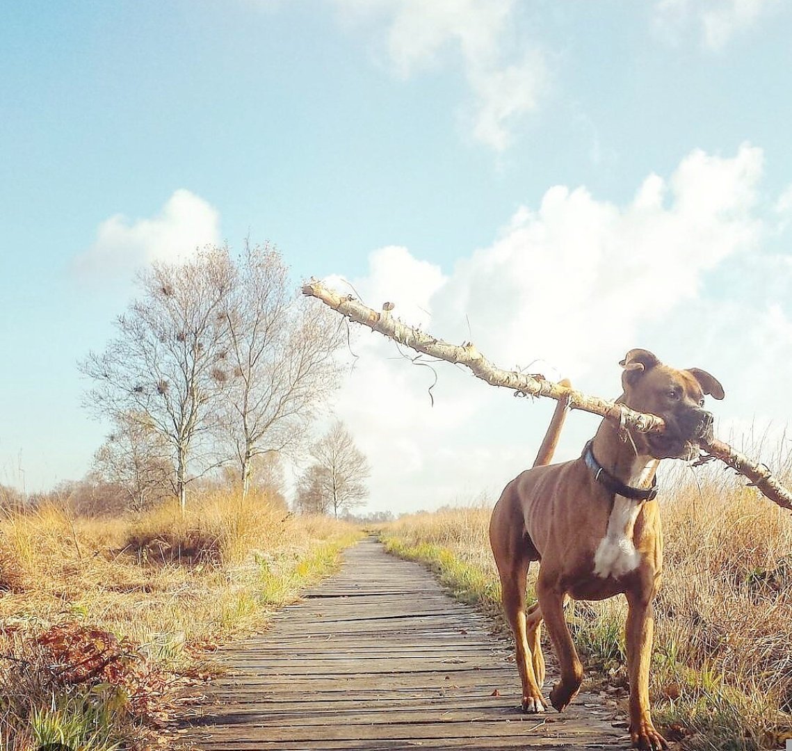 Die schönsten Hunde-Fotos aus Ostfriesland (Galerie II) - Bild 32