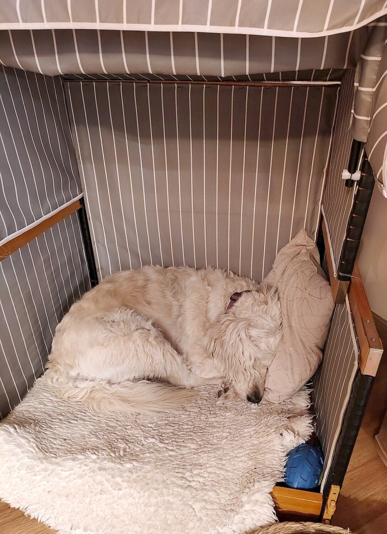 Die schönsten Hunde-Fotos aus Ostfriesland (Galerie II) - Bild 39