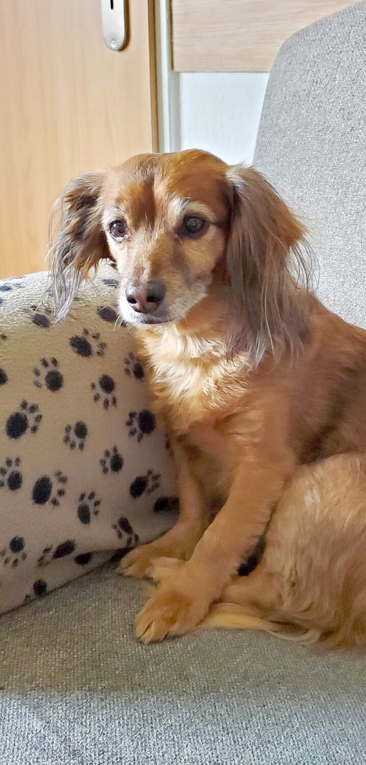 Die schönsten Hunde-Fotos aus Ostfriesland (Galerie II) - Bild 41