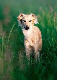 Die schönsten Hunde-Fotos aus Ostfriesland (Galerie II) - Bild 43