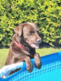 Die schönsten Hunde-Fotos aus Ostfriesland (Galerie II) - Bild 45