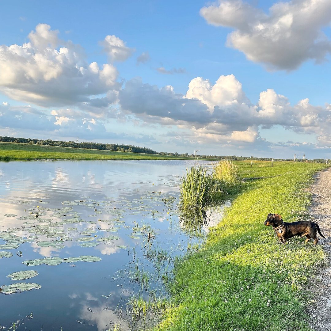 Die schönsten Hunde-Fotos aus Ostfriesland (Galerie II) - Bild 49