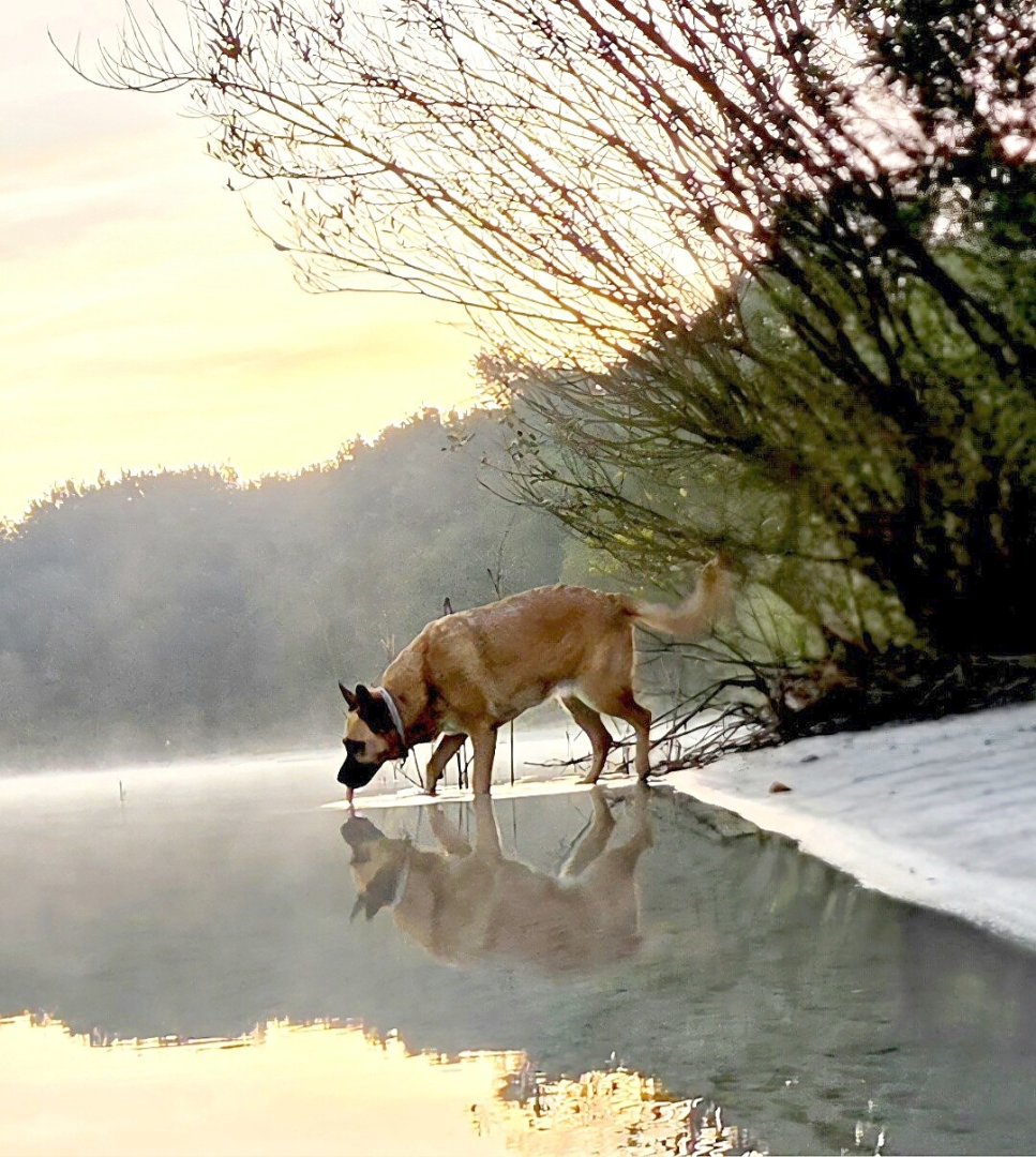Die schönsten Hunde-Fotos aus Ostfriesland (Galerie II) - Bild 53