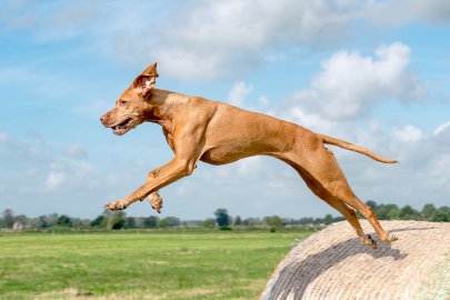 Die schönsten Hunde-Fotos aus Ostfriesland (Galerie II) - Bild 59