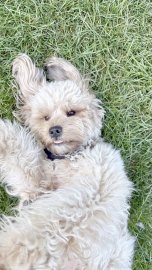 Die schönsten Hunde-Fotos aus Ostfriesland (Galerie II) - Bild 60