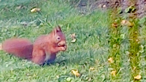 Leser-Fotos von Eichhörnchen - Bild 2