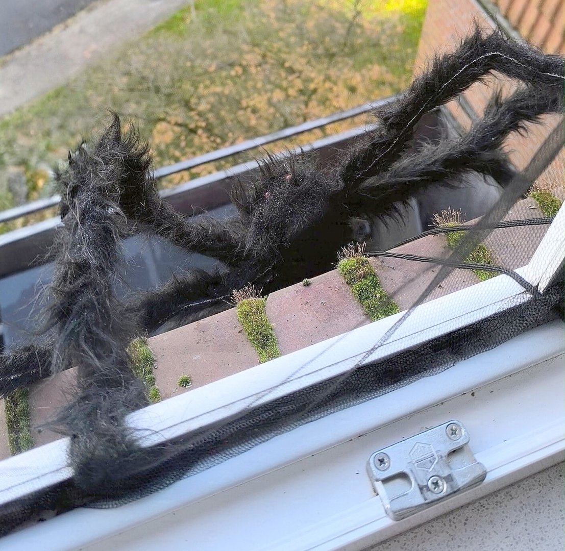 So dekoriert Ostfriesland zu Halloween – die Leserfotos - Bild 3