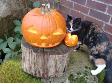 So dekoriert Ostfriesland zu Halloween – die Leserfotos - Bild 5
