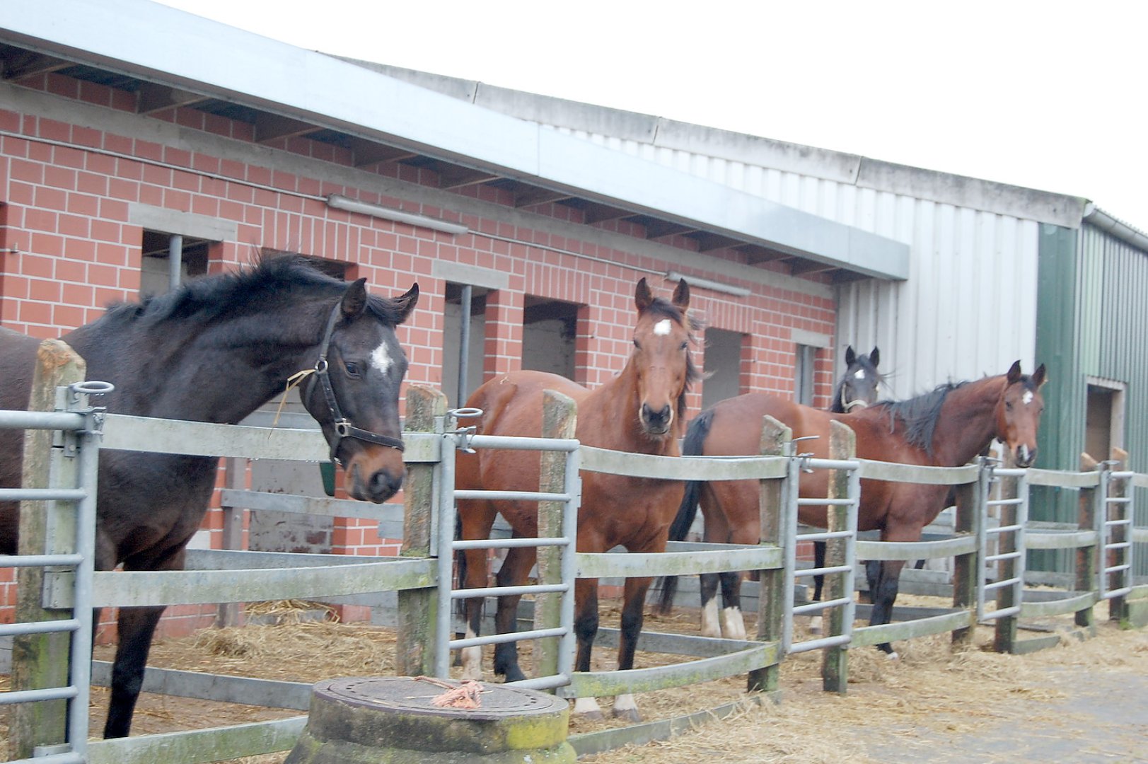 Reitanlage Würdemann schließt - Bild 1