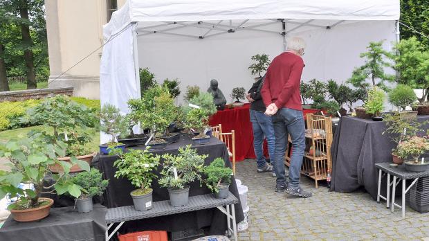 Bonsai-Ausstellung: Ein besonderer Wald aus kleinen Bumen -  General-Anzeiger