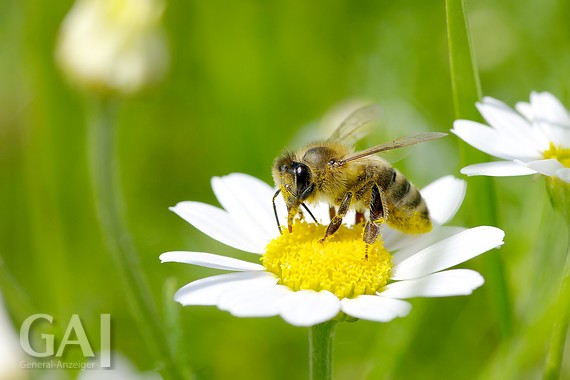 Aktion Mit Blumenwiesen Bienen retten GeneralAnzeiger