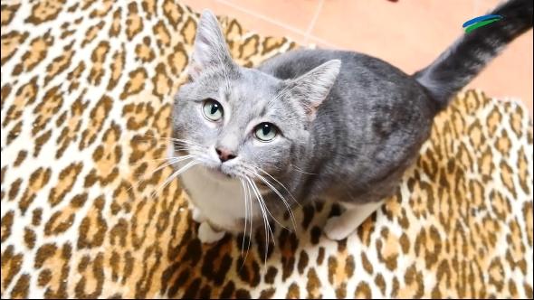 ostfriesen.tv – Tierjournal