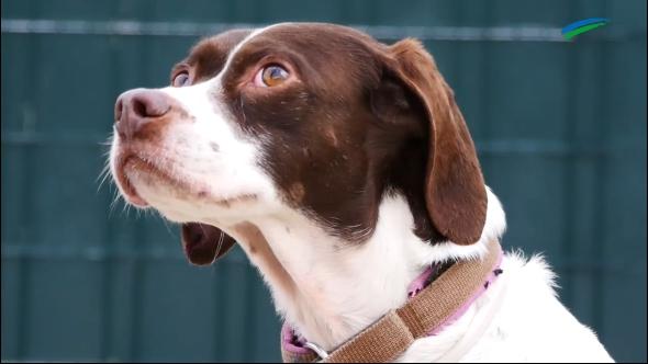 Hund Aki sucht ein neues Zuhause GeneralAnzeiger