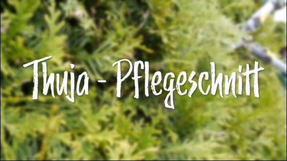 In d' Tuun: Thuja - Pflegeschnitt