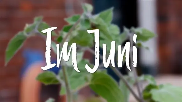 Was im Juni im Garten zu tun ist