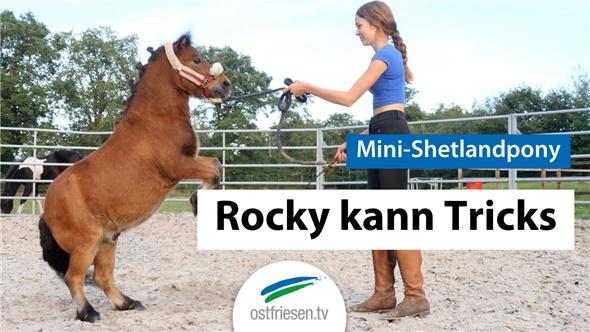 Rocky macht Tricks: Mini-Shetlandpony kann Kunststücke