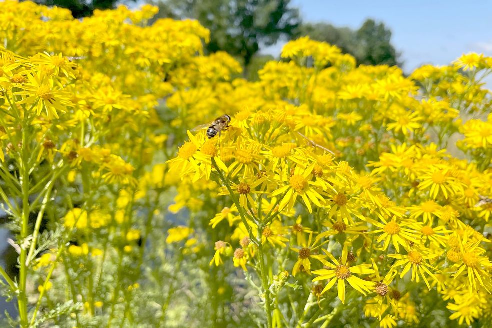 Das Jakobskreuzkraut lockt Insekten an. Für Warmblüter wie Pferde und Kühe ist es lebensgefährlich. Foto: Janßen