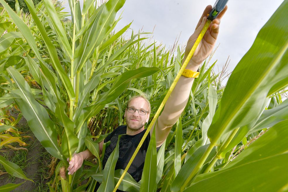 Das Maßband hört bei 2,40 Meter auf. Die Pflanzen auf dem Feld von Markus Relotius sind aber weit höher. Foto: Ortgies