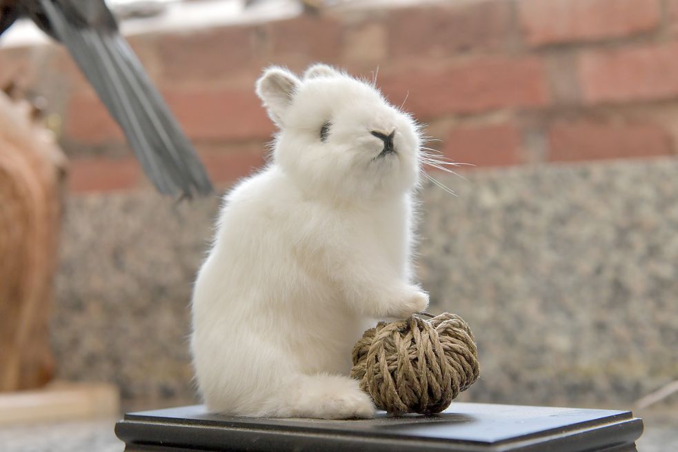 Das ausgestopfte Kaninchen hat der Präparator auf einer Holzplatte befestigt. Foto: Ortgies