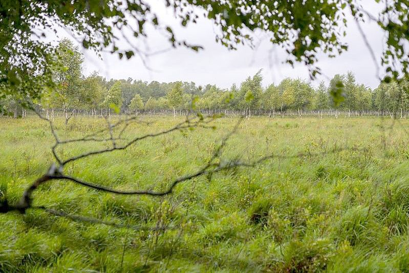 Ein Moor in Schleswig-Holstein. Foto: Jonas Walzberg/dpa