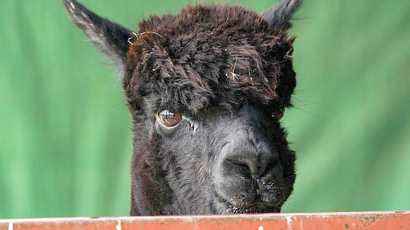 Alpaka Geronimo auf der Shepherds Close Farm. Nach wochenlangem Streit ist das Tier getötet worden. Foto: Jacob King/PA Wire/dpa