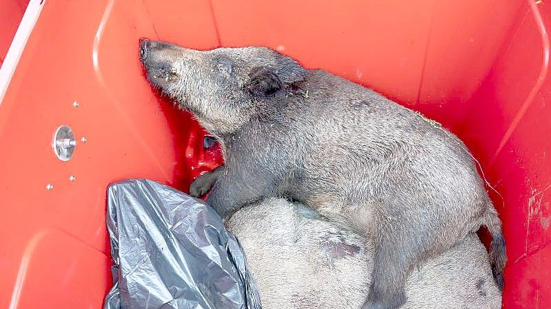 Wildschweinkadaver liegen wegen der Tierseuche in einer Tonne. Foto: Sebastian Kahnert/dpa-Zentralbild/dpa