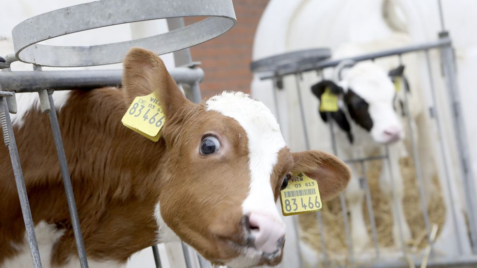 Zwei Kälber auf einem Milchviehbetrieb in Ostfriesland: Die männlichen Tiere verlassen die Höfe und werden andernorts bis zur Schlachtreife gemästet. Nun ist ein Streit um das Mindesttransportalter entbrannt. Foto: Gert Westdörp